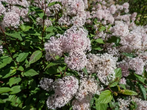 Jersey tea ceanothus, red root, mountain sweet or wild snowball (Ceanothus americanus) having thin branches flowering with white flowers in clumpy inflorescences in the garden in summer
